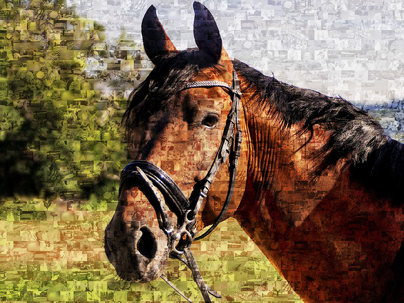 Mosaique photo cheval