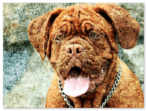 mosaique photo chien et chat top