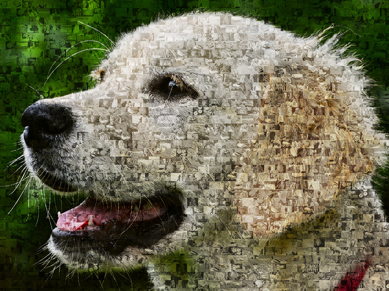 Mosaique photo golden retriever